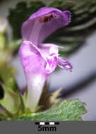 Image of spotted dead-nettle