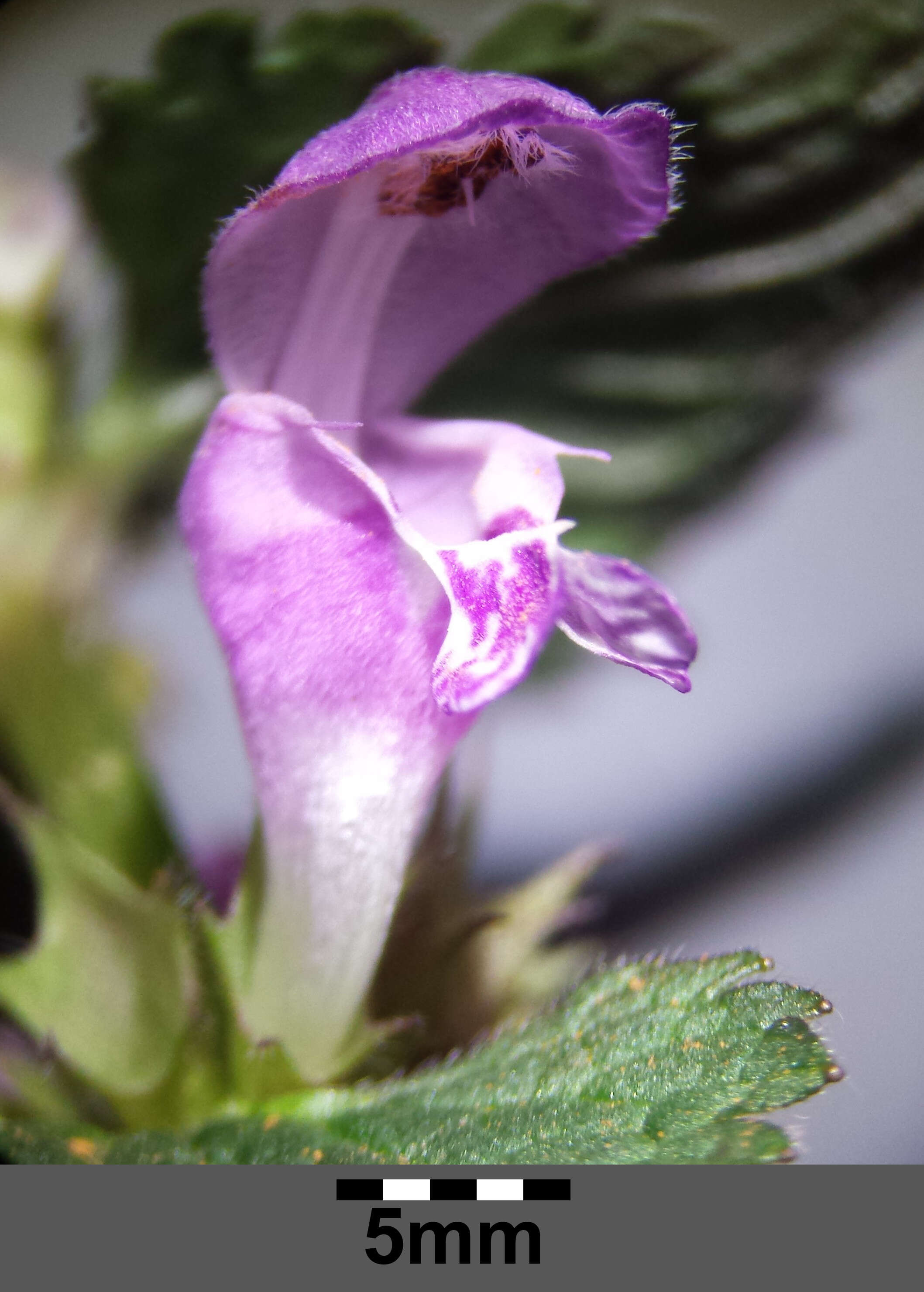 Image of spotted dead-nettle