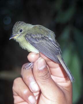 Image of Orange-crested Flycatcher