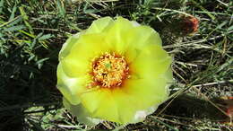 Image of Panhandle Prickly-pear