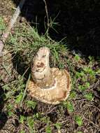 Image of White Matsutake