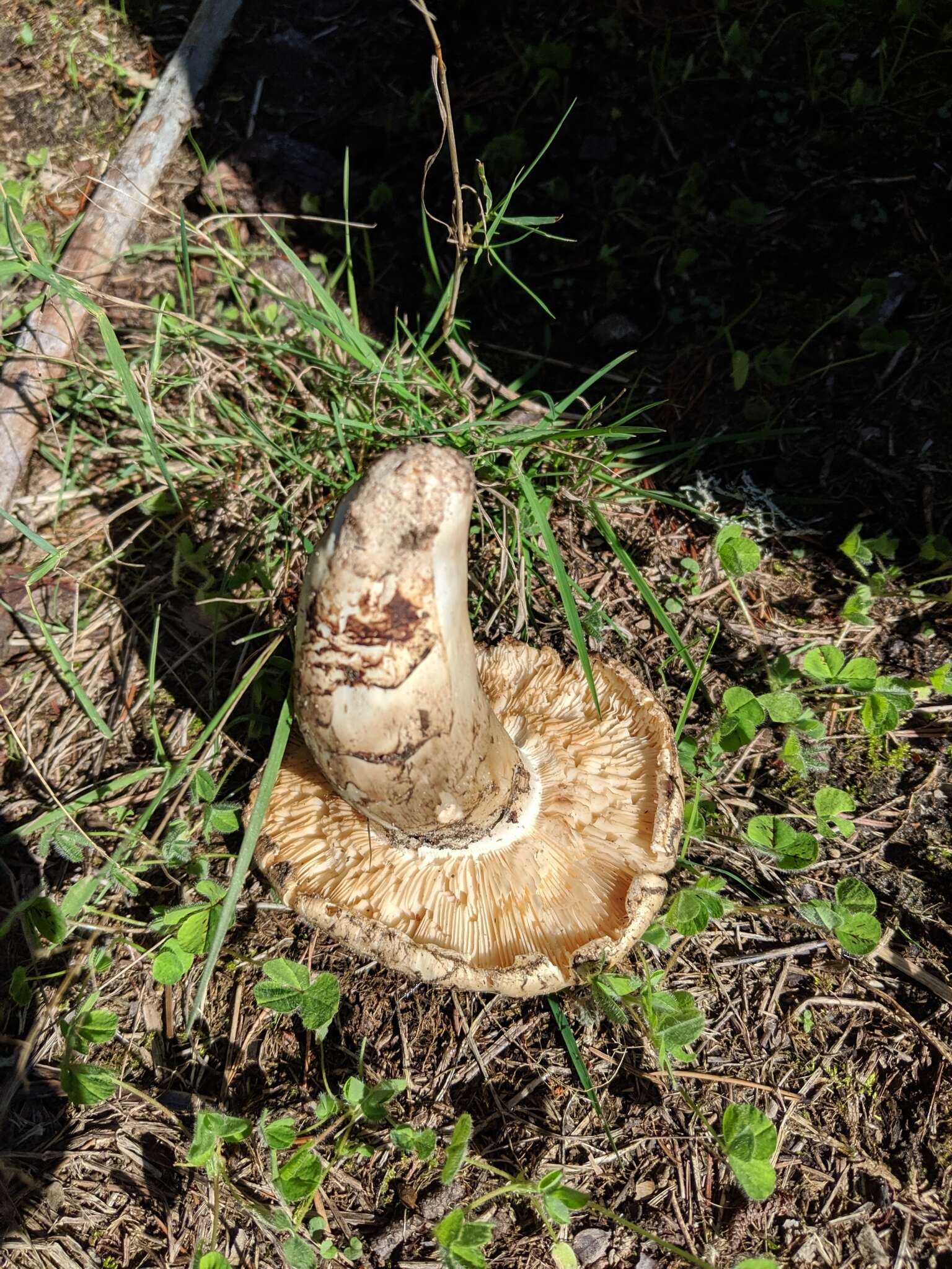 Image of White Matsutake