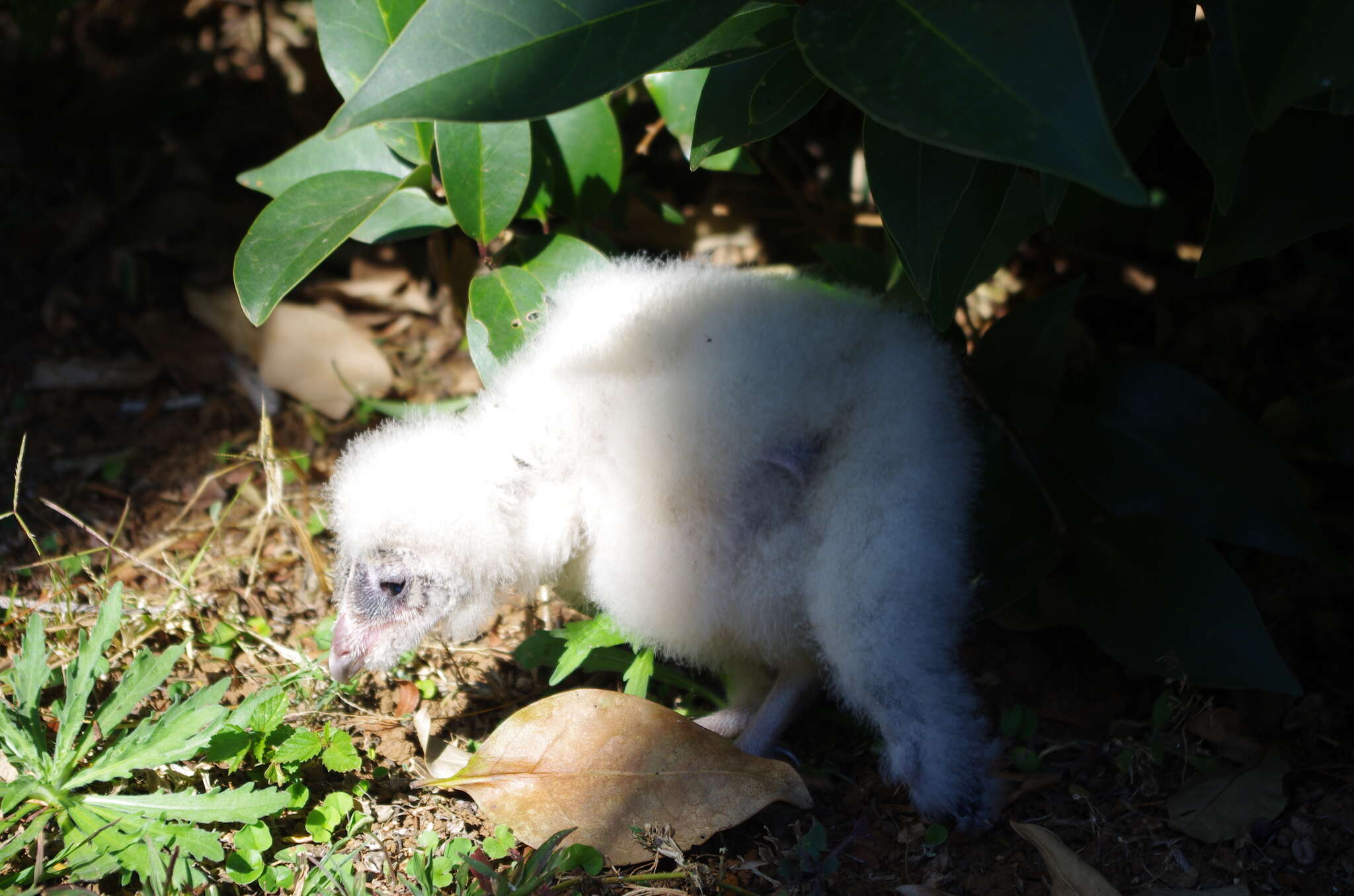 Tyto alba poensis (Fraser 1843) resmi