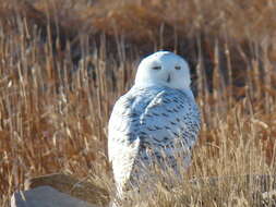 Image of Snowy Owl