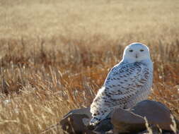 Imagem de Bubo scandiacus (Linnaeus 1758)