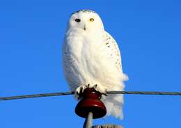 Image of Snowy Owl