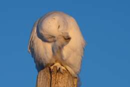 Imagem de Bubo scandiacus (Linnaeus 1758)