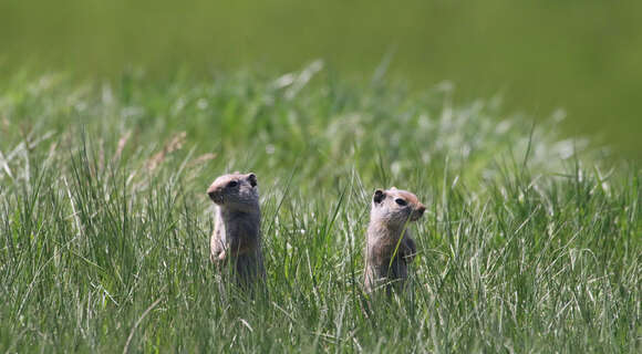 Image of Uinta ground squirrel