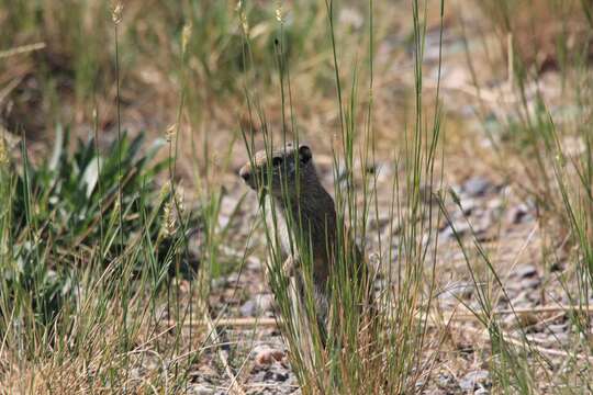 Image of Uinta ground squirrel