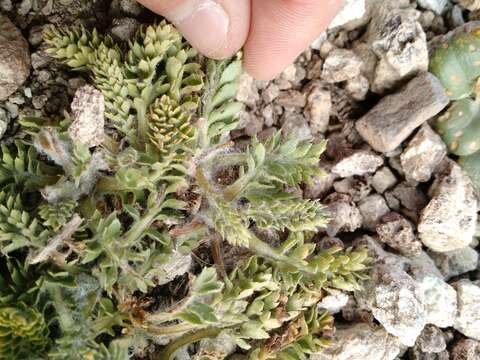 صورة Leucheria millefolium Dusen & Skottsb.