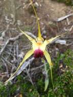 Image of Funnel-web spider orchid