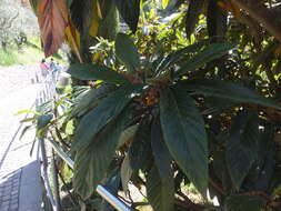 Image of loquat