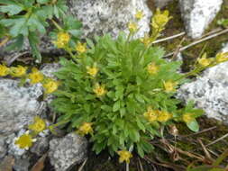 Imagem de Saxifraga seguieri Sprengel