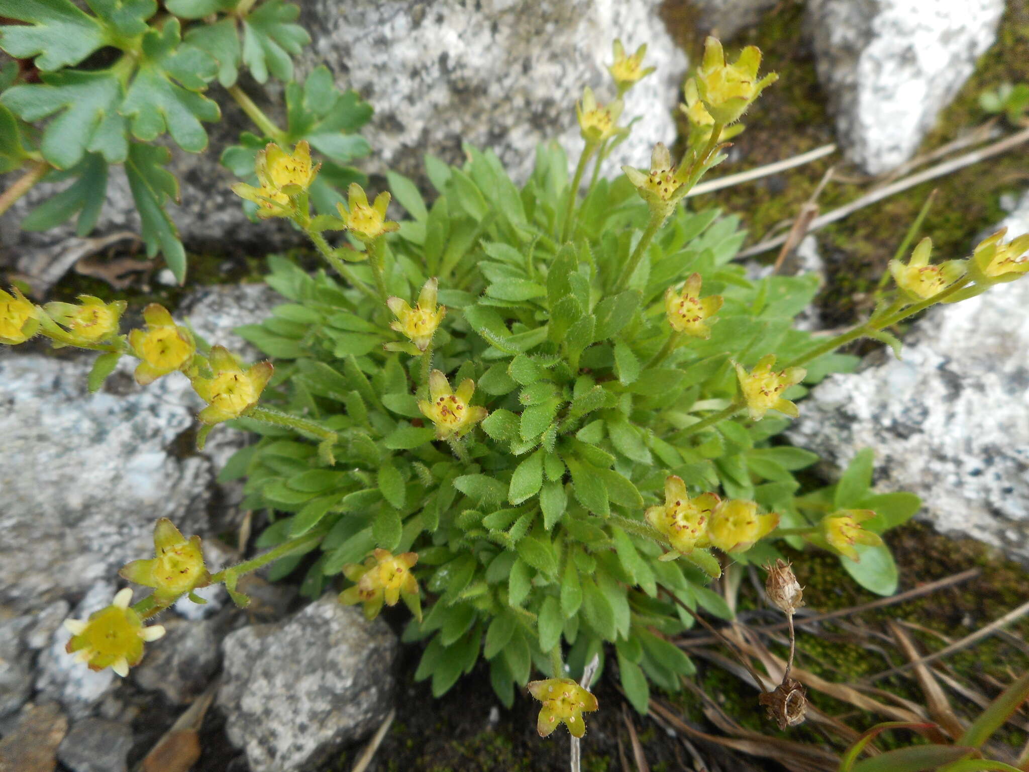 Image of Saxifraga seguieri Sprengel