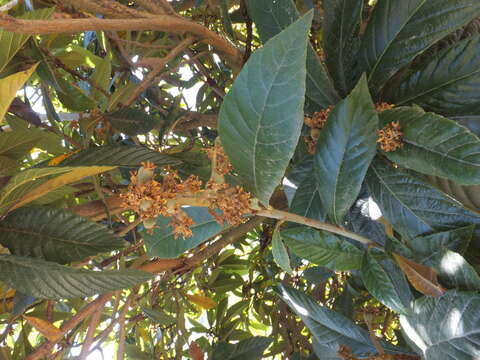 Image of loquat