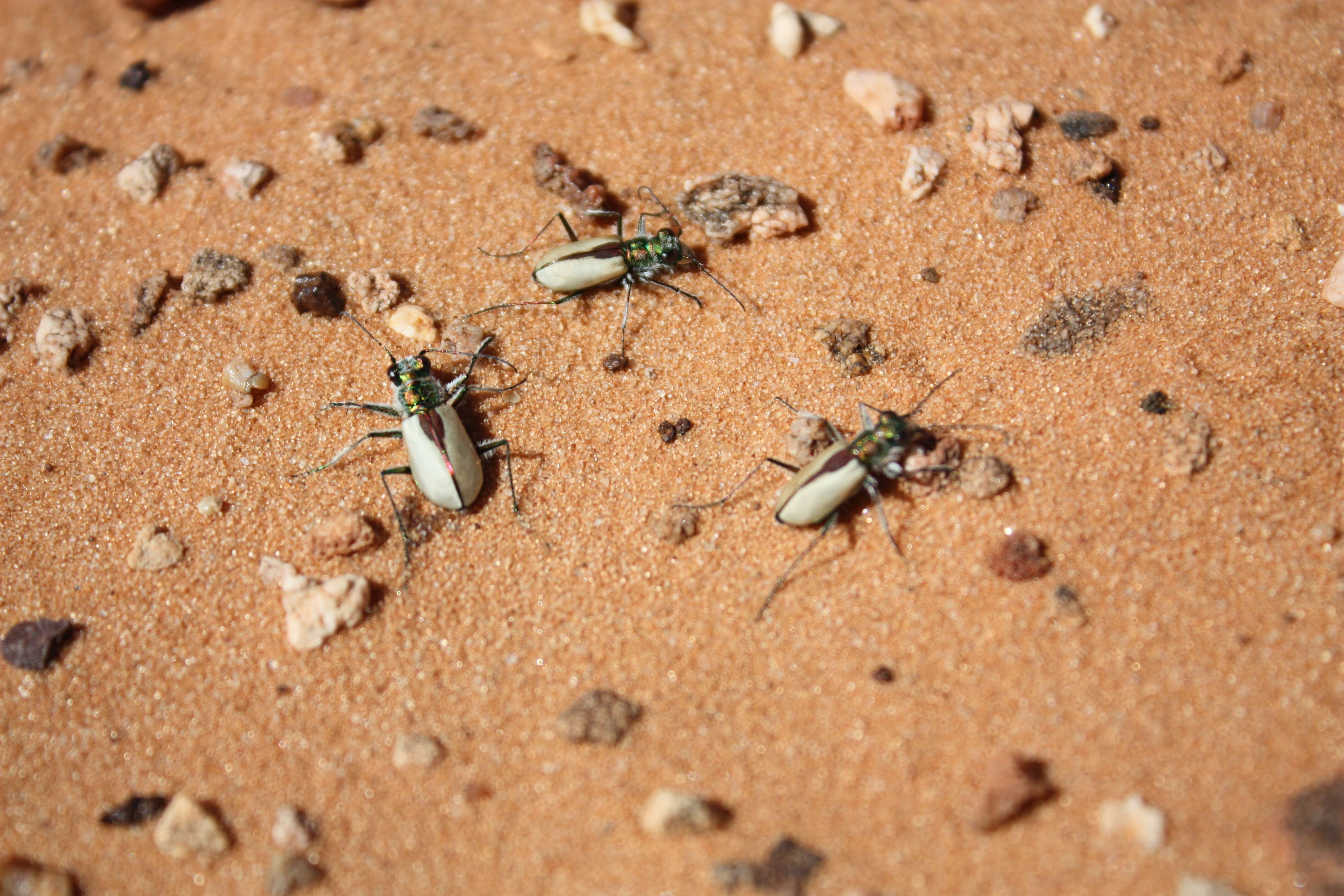 Image de Cicindela (Cicindela) albissima Rumpp 1962