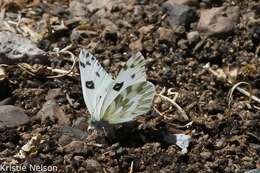 Слика од Pontia beckerii (Edwards 1871)