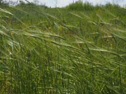 Image of spontaneous barley