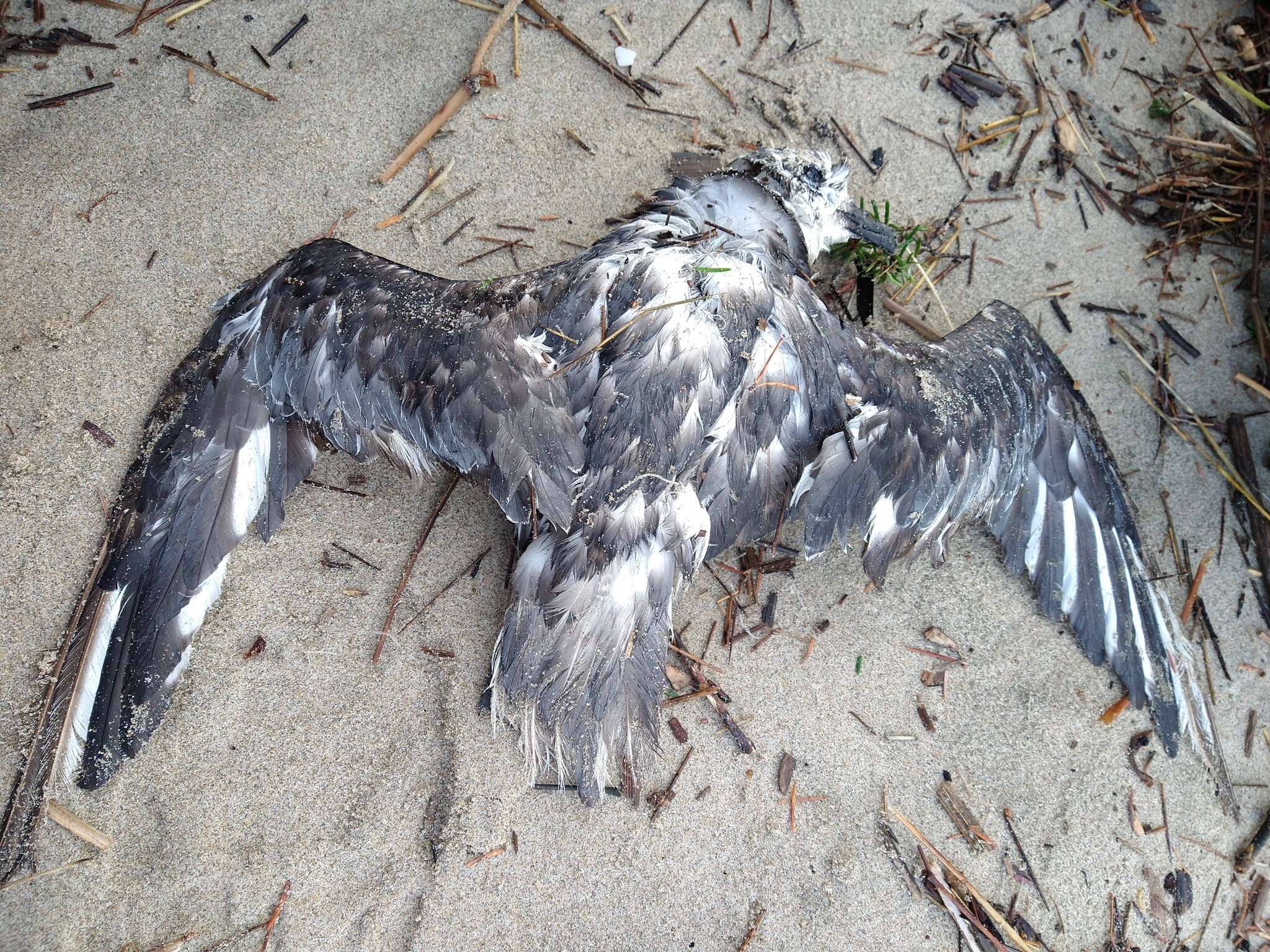 Image of Mottled Petrel