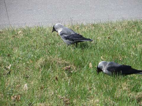 Image of Eurasian Jackdaw