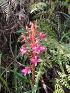 Image of Disa eminii Kraenzl.