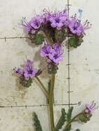 Image of Texan phacelia