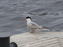 Image of Common Tern