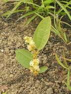 Image of Croton crassifolius Geiseler