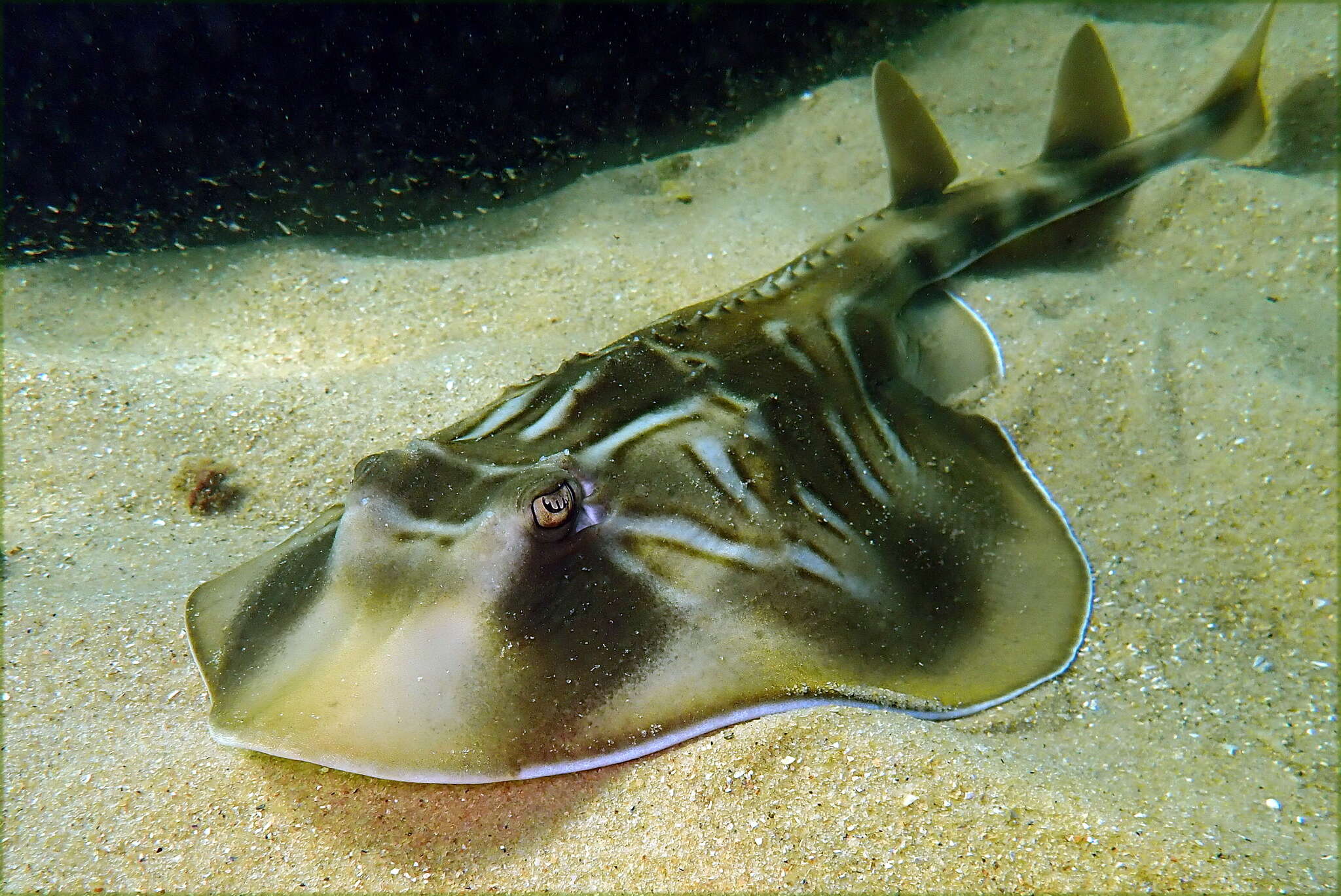 Image of Black and white fiddler ray
