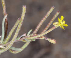 Image of Lewis River suncup