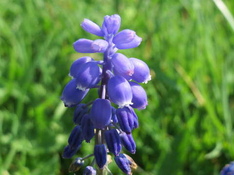 Image of Armenian grape hyacinth