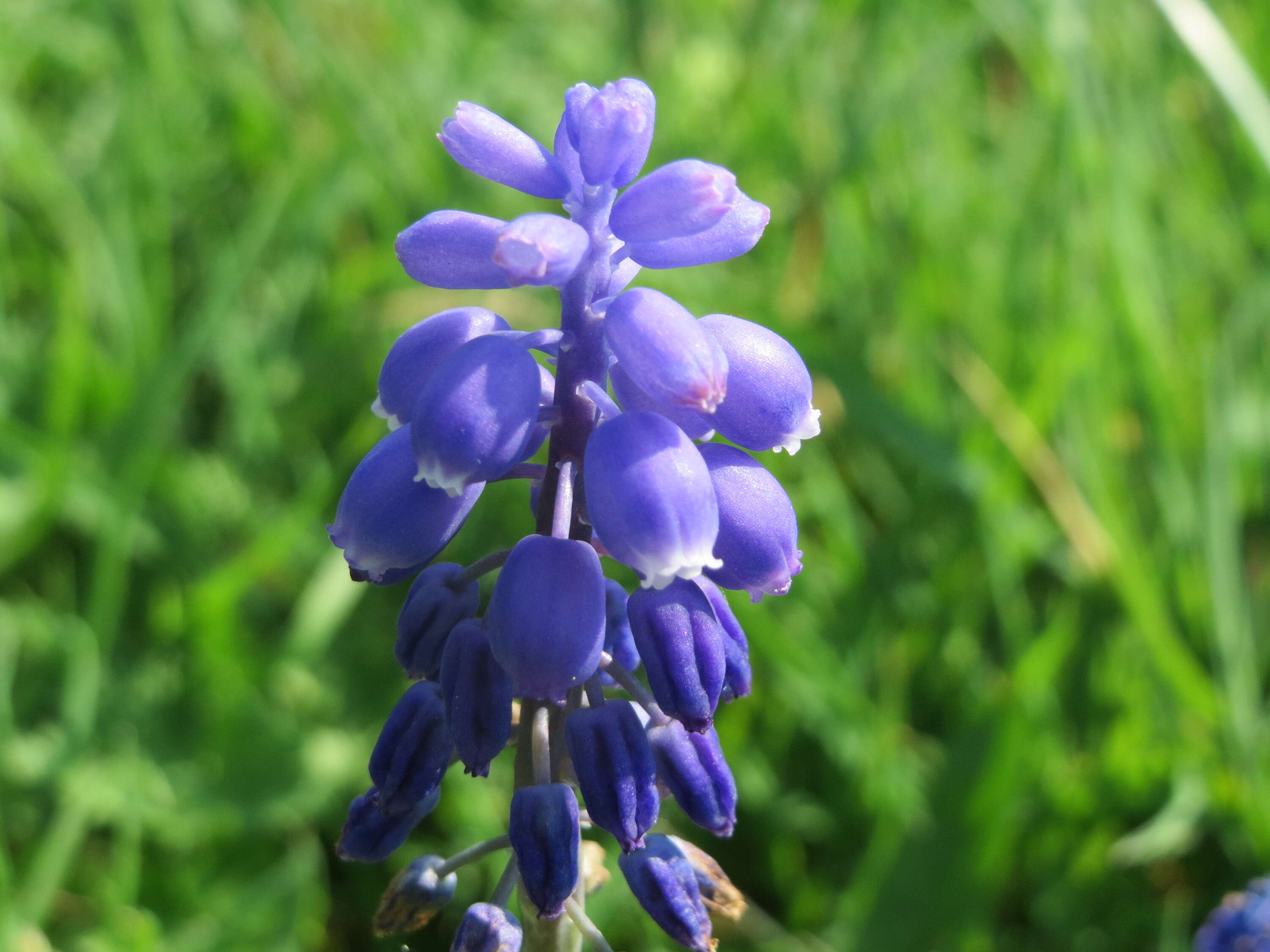 Imagem de Muscari armeniacum H. J. Veitch