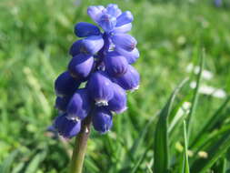 Imagem de Muscari armeniacum H. J. Veitch