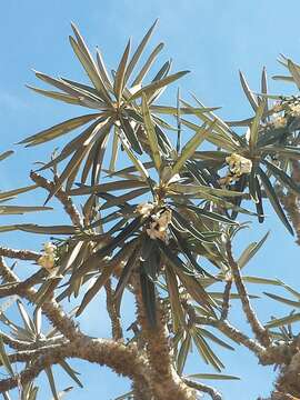 Image of Pachypodium geayi Costantin & Bois