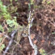 Image of Clubbed Talontail