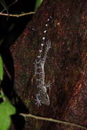 Image of Banded Forest Gecko