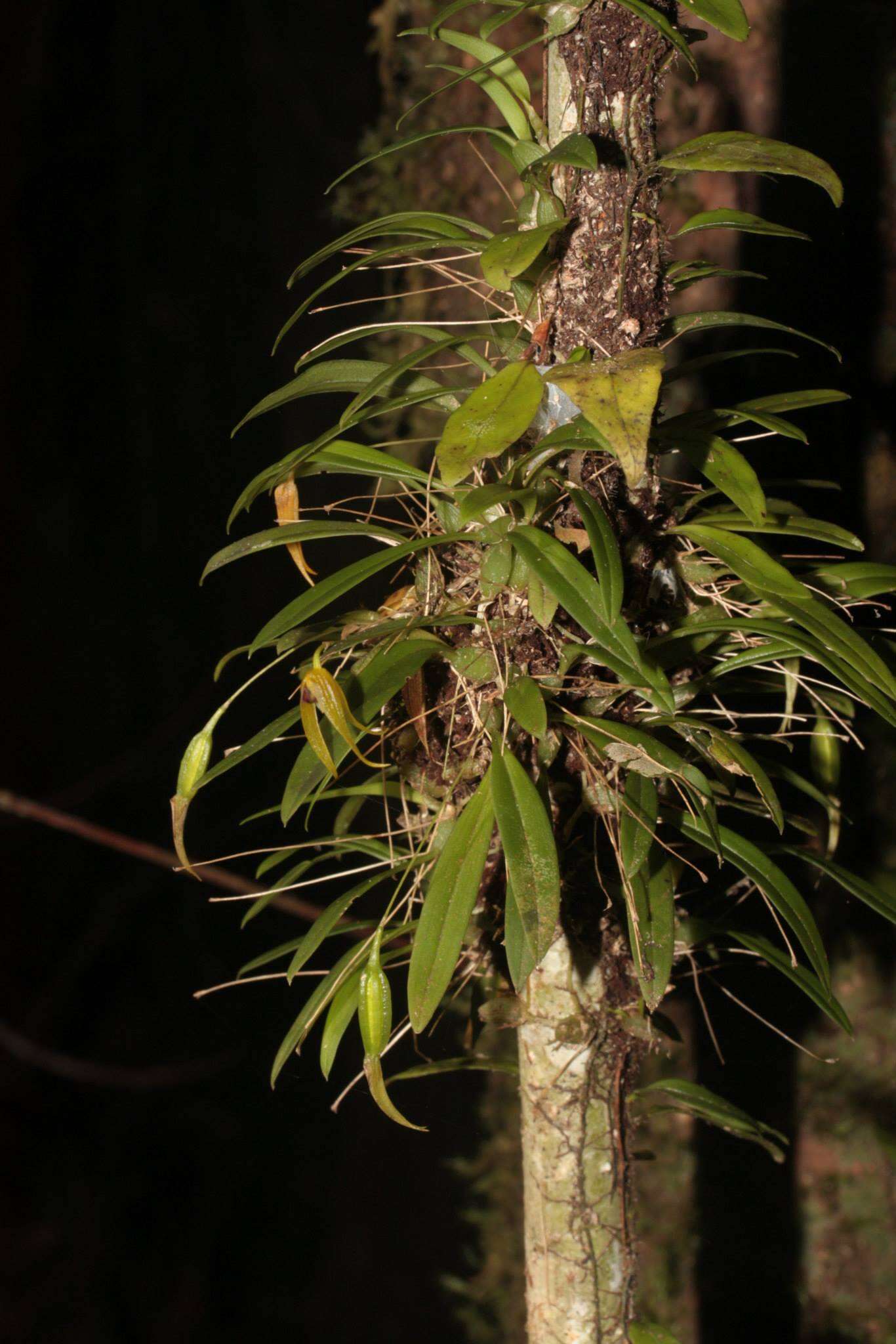 Image of Bulbophyllum colubrimodum Ames