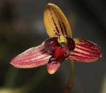 Image of Bulbophyllum leptocaulon Kraenzl.