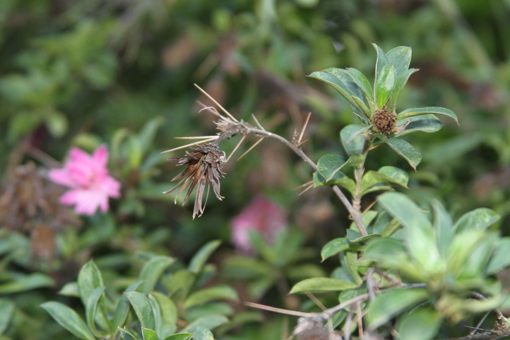 Image of Barnadesia arborea Kunth