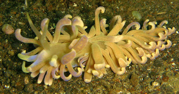 Image of White soft coral mimic slug