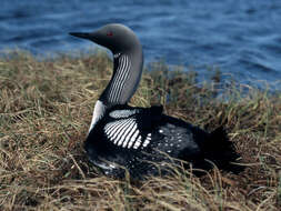 Image of loons