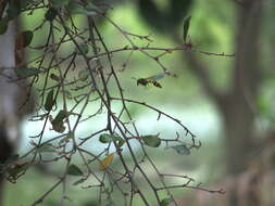 Image of Phimenes flavopictus formosanus (Zimm. 1931)