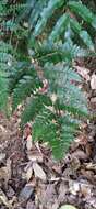 Sivun Athyrium otophorum (Miq.) Koidz. kuva