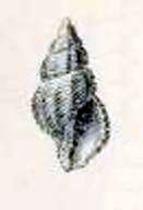 Image of Clathromangelia strigilata Pallary 1904