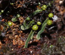 Image of Chlorovibrissea melanochlora (G. W. Beaton & Weste) L. M. Kohn 1989