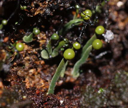 Sivun Chlorovibrissea melanochlora (G. W. Beaton & Weste) L. M. Kohn 1989 kuva