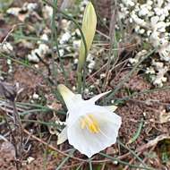 Image of Narcissus cantabricus DC.