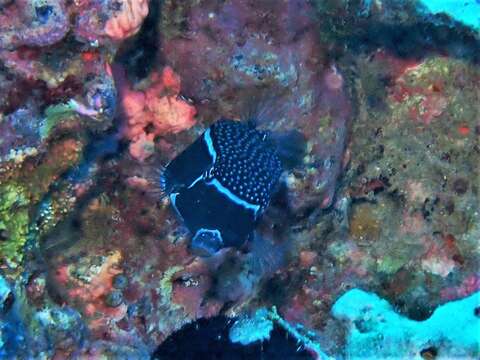 Image of Whitesided boxfish