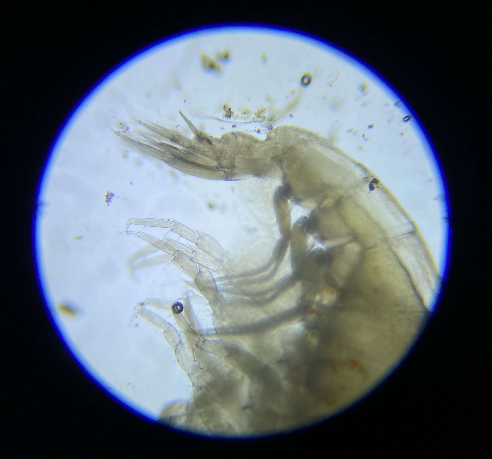 Opisidae Lowry & Stoddart 1995的圖片