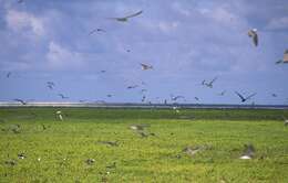 Image of Gray-backed Tern